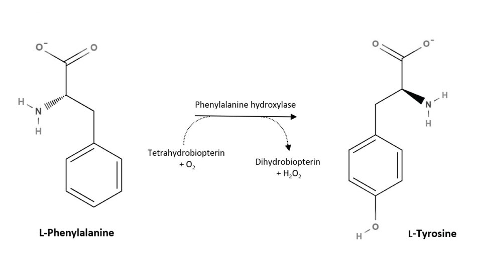 Biosynthesis of L-tyrosine in mammals