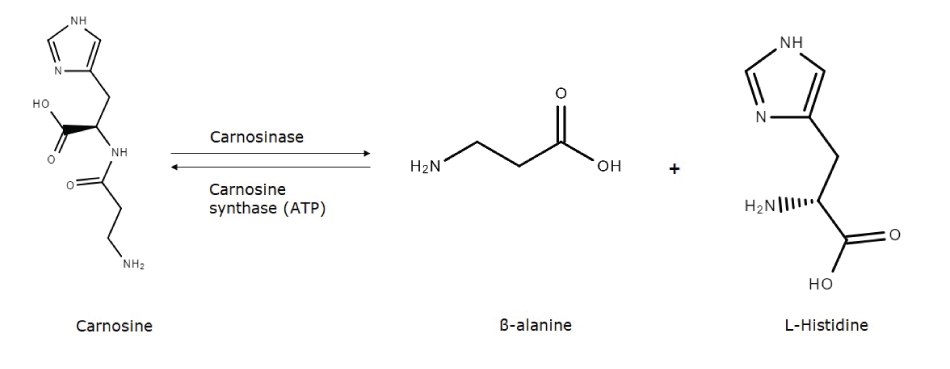 The metabolic pathway between carnosine, -alanine, and L-histidine