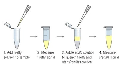 Assay Steps