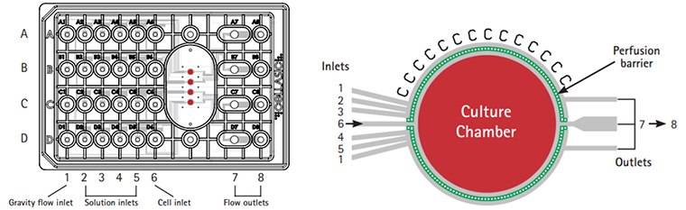 CellASIC® ONIX switching plate for mammalian cells design.