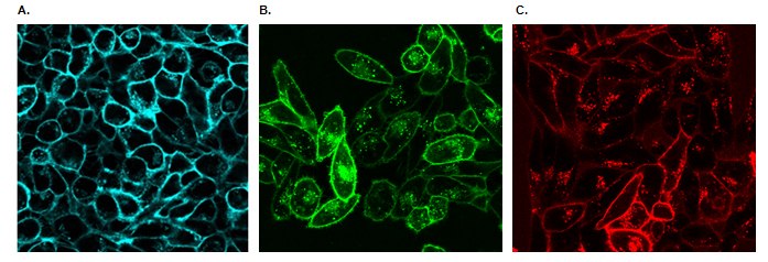 Live cell imaging of cellular lysosomes.