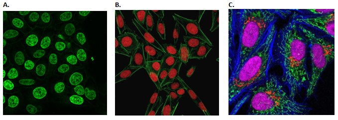 Live cell imaging of the cellular nucleus