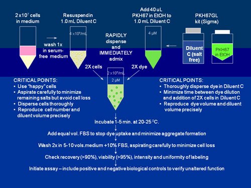 General membrane labeling protocol for PKH26, PKH67 and CellVue Claret