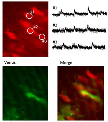 Imaging of calcium flux in mouse cranial nerves.