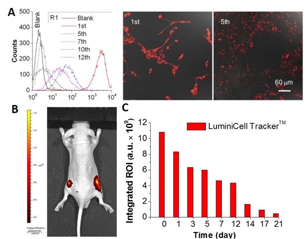 使用LuminiCell Trackers™进行体内癌细胞追踪