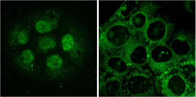 LightOx Left and Right Image