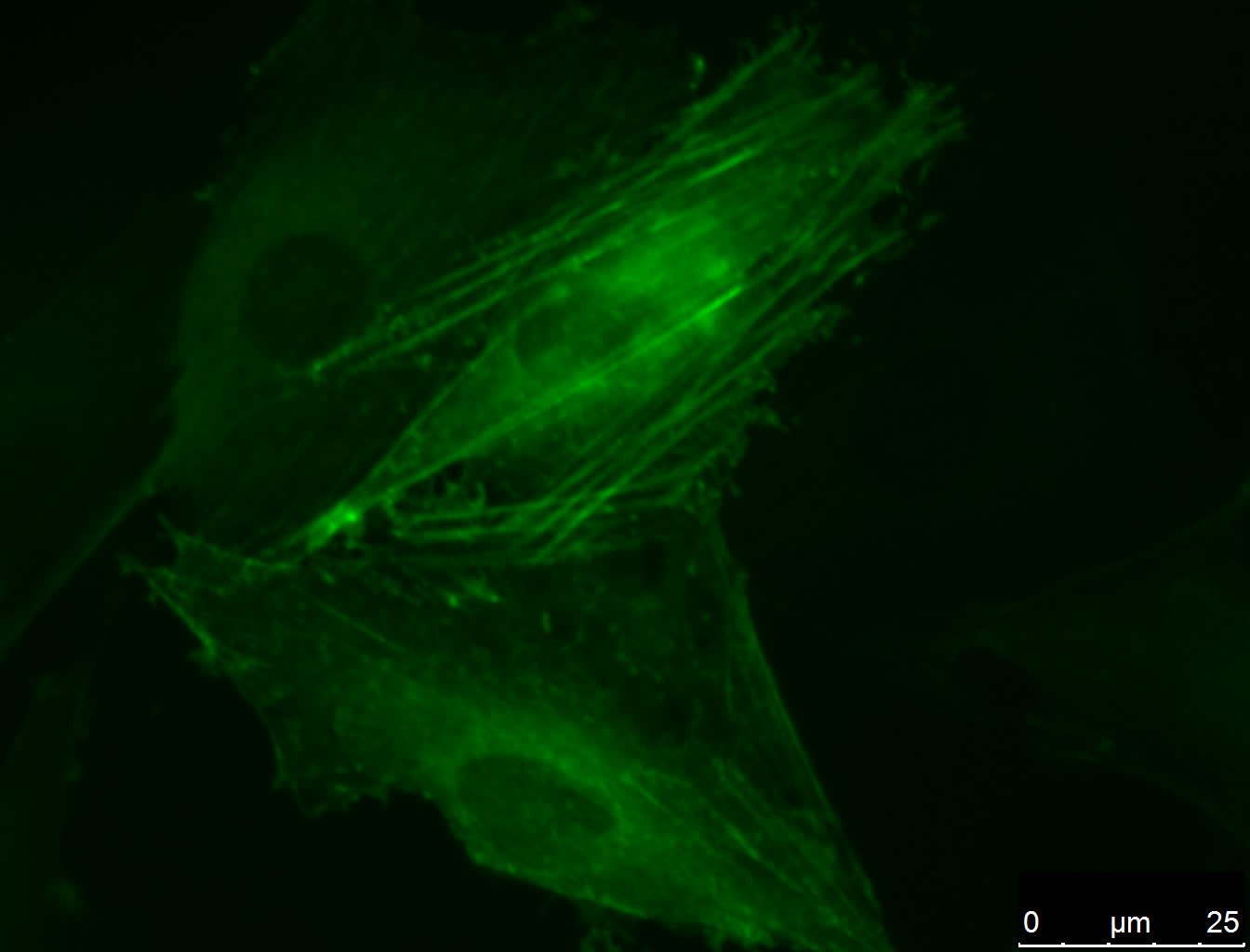 LentiBrite™ Fluorescent Biosensors