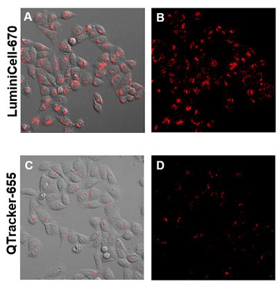 Live Cell imaging with LuminiCell Tracker™ nanoparticles