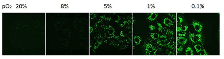 Measurement of hypoxia in cancer cells.