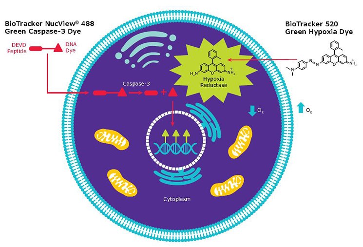 Mechanism of BioTracker live cell fluorescent apoptosis and hypoxia dyes.