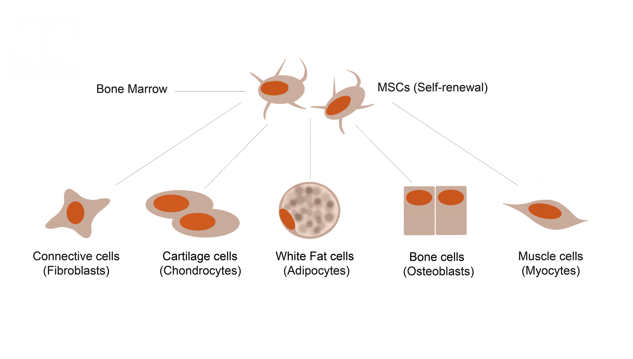 mesenchymal stem cells