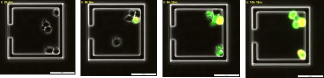 Time course of multiple apoptotic events in live immune cells.