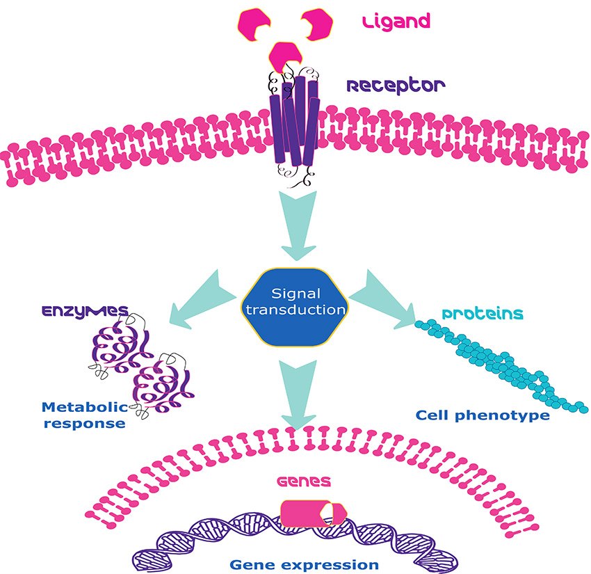 Growth Factor signaling