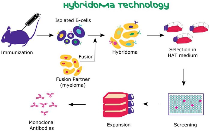 Hybridoma Technology