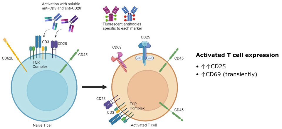 Activated T cell expression.