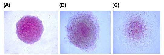 Alkaline Phosphatase staining of Mouse ES cells