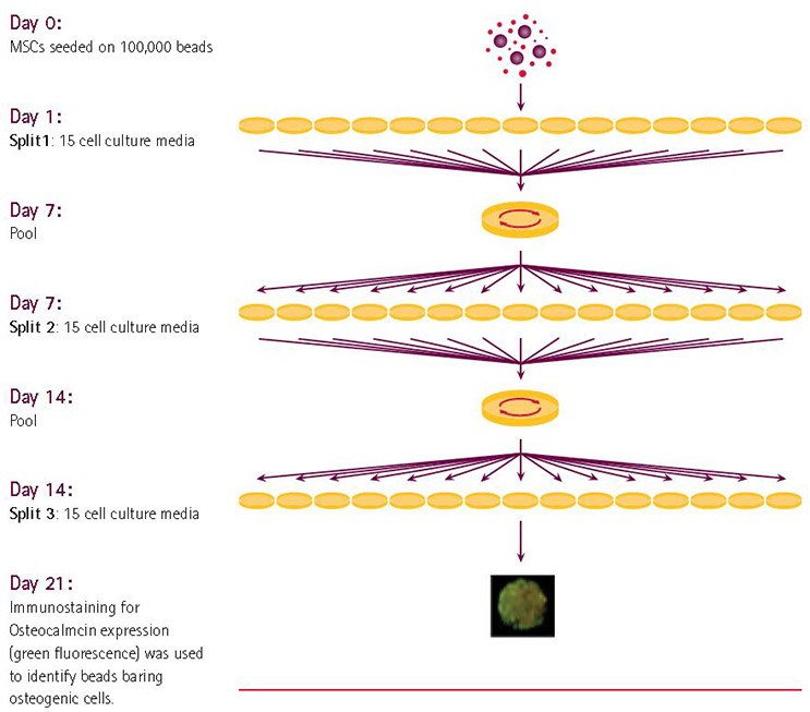  Combicult® screen design. The iterative process of systematically splitting, culturing and pooling samples all possible combinations of media in a pre-determined matrix.