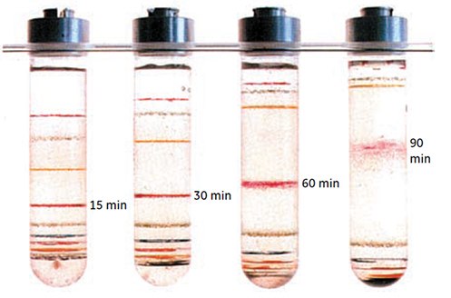 Banding of Density Marker Beads in gradients of Percoll