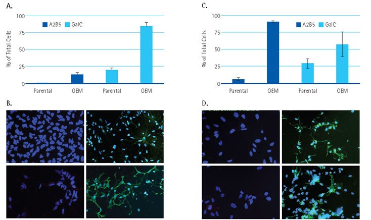 Derived OPC from Human Neural Stem Cell lines.