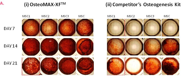 Differentiation of multiple MSC cell lines 