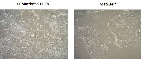 Growth of human induced pluripotent stem cells