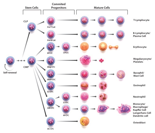 Stages of hematopoiesis