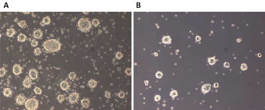 LIF responsiveness of 129SvEv mESCs