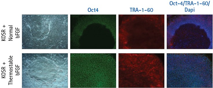 Thermostable bFGF supports pluripotent growth of human iPS cells using an every-third-day feeding regiment.