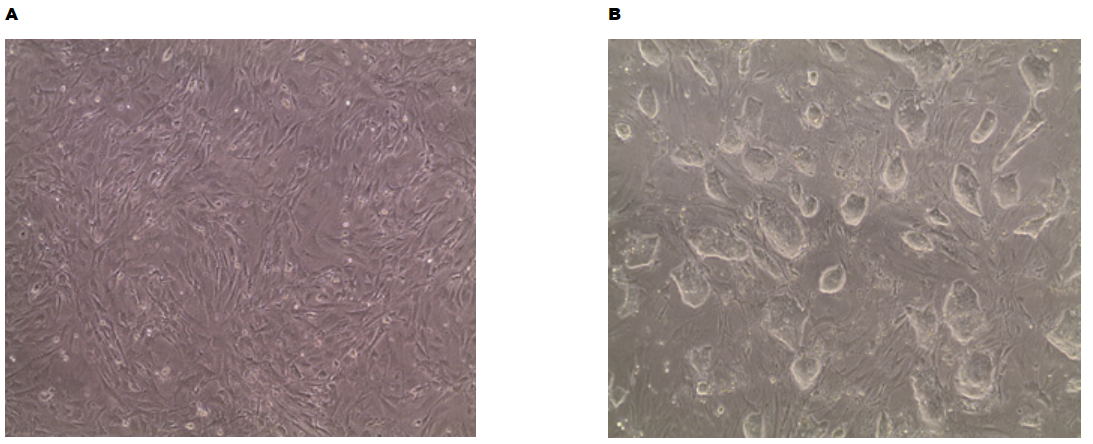 PMEF-CF-C Mouse Embryonic Fibroblasts and CMTl-1 mouse ES cells