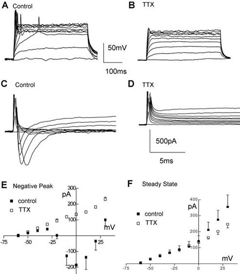 Electrophysiological properties of ReNcell CX