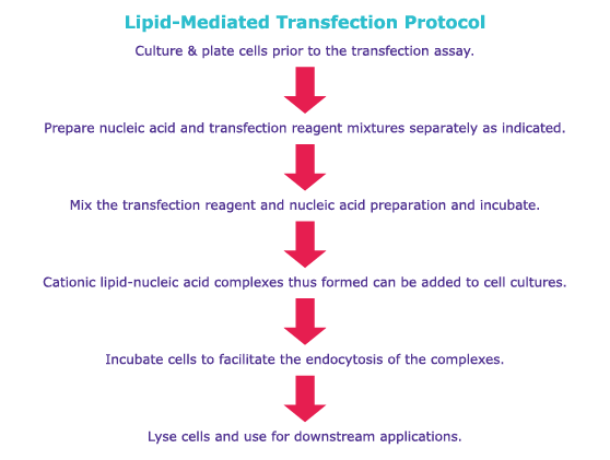 脂质介导转染实验方案