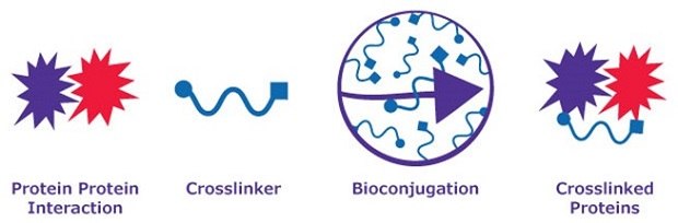 The graphic depicts a biological process involving proteins. On the left, two starburst formations, one red and one purple, are labeled "Protein-Protein Interaction," showing that proteins interact. To their right is a blue squiggly line labeled "Crosslinker." The next symbol is a purple circle with squiggly lines ringed by a purple arrow, which represents bioconjugation. On the far right, two starburst structures are connected by a blue squiggly line labeled "Crosslinked Proteins."