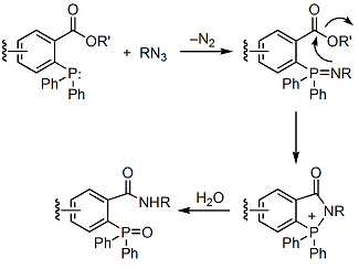 Covalent amide bond schema.