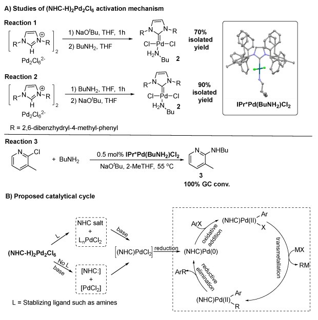 Schematic of (NHC-H)₂Pd₂Cl₆ activation and catalytic cycle, showing key reactions, yields, and a 3D Pd-butylamine complex model.
