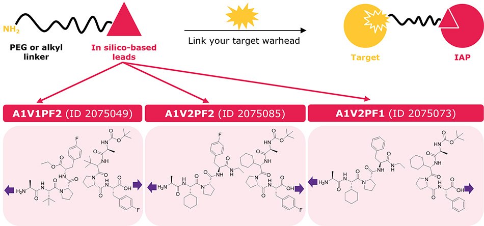 Ligand–linker conjugates containing the top three in silico-derived IAP leads (2075049, 2075085, 2075073) for synthesis of bifunctional degraders. 