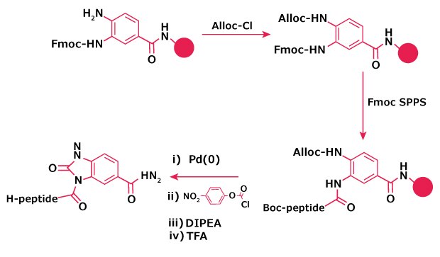 Alloc protection to avoid branching in Dbz resin Alloc protection of the Dbz resin is shown, where Alloc‑Cl converts the Dbz amine to Alloc‑HN–Dbz, preventing branching during Fmoc‑SPPS.