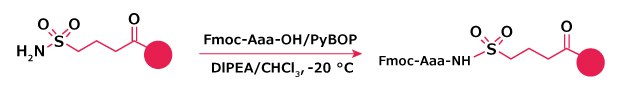 Amino acid loading onto sulfamyl resin via activation of the sulfamyl linker Reaction scheme showing activation of the sulfamyl linker and coupling of an amino acid to form the aminoacyl‑sulfamyl resin.