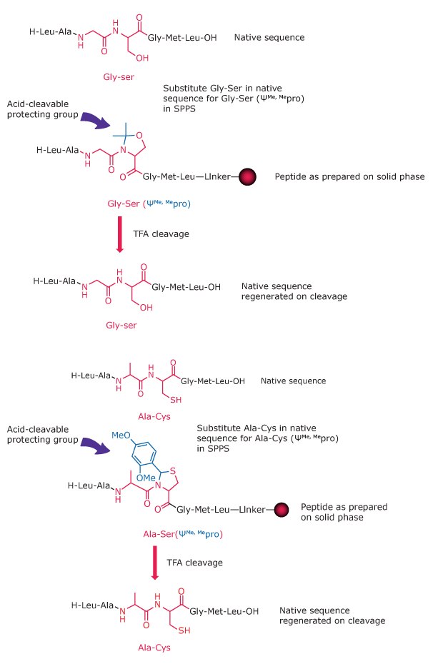 Relationship between peptide sequence and pseudoproline dipeptide Diagram showing how pseudoproline dipeptides replace Ser, Thr, or Cys residues to disrupt structure formation during synthesis.