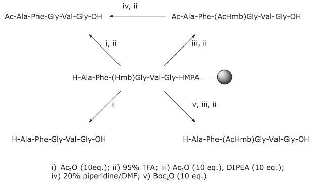Synthesis of Ac-Hmb protected peptides Process diagram showing steps for generating Ac‑Hmb–protected peptides and improving solubility during peptide purification.