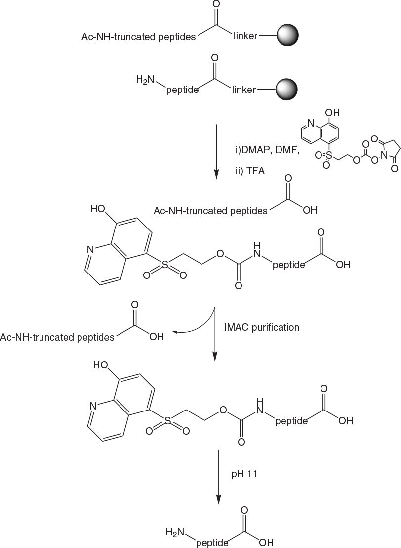 IMAC purification of peptides