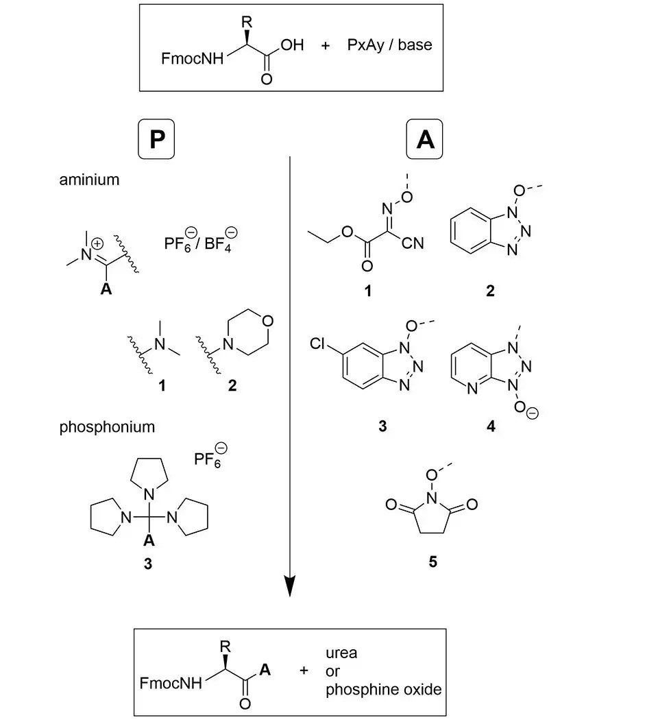 Formation of different active esters using different phosphonium and aminium coupling reagents in the presence of a tertiary base.