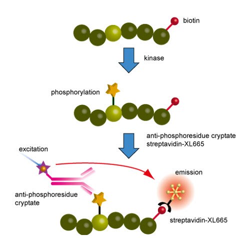 Principles of the kinase assay