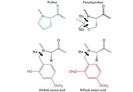 Secondary structure disrupting N-alkyl amino acids.