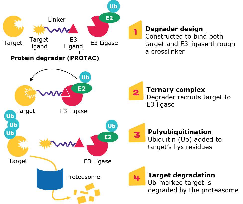 Targeted protein degradation via proteolysis-targeting chimeras (PROTACs)