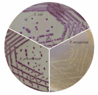 HiCrome™ ECC琼脂（73009）