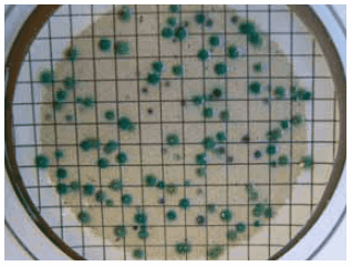 CP ChromoSelect琼脂 CI.Perfringens显示为绿色菌落