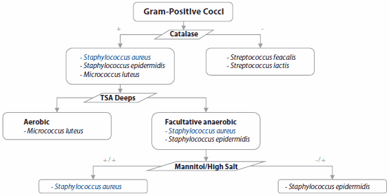 A flowchart depicting the identification process of Gram-positive cocci using a catalase test and growth medium preferences. The chart splits between ‘Catalase positive’ with examples like Staphylococcus aureus, leading to further differentiation based on growth in ‘TSA Deeps’ or ‘Mannitol/High Salt,’ and ‘Catalase negative’ with examples like Streptococcus faecalis, also leading to differentiation based on growth conditions.