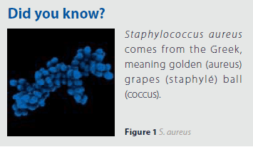 A graphic panel with a heading ‘Did you know?’ featuring a microscopic image of clusters of Staphylococcus aureus bacteria. The bacteria appear as blue, ball-shaped structures grouped together, resembling bunches of grapes