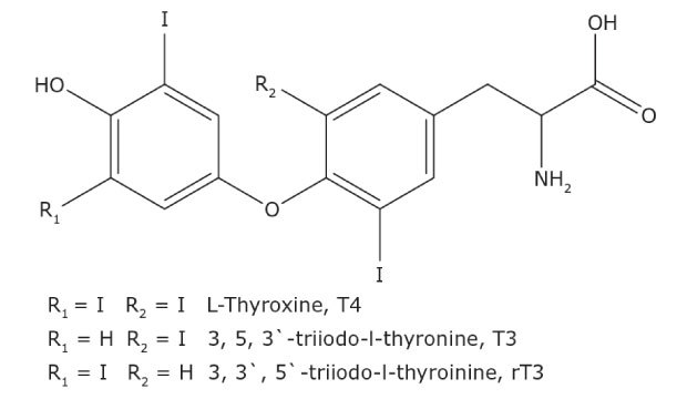 Structure of T4, T3, and rT3 Chemical structures of three thyroid hormones: L-Thyroxine (T4), 3, 5, 3'-triiodo-L-thyronine (T3), and 3, 3', 5'-triiodo-L-thyronine (rT3). Each structure features two aromatic rings connected by an oxygen atom. The left ring includes variable substituents labeled as R1 and R2, and an iodine atom at the third position. The right ring has an iodine atom at the fourth position, along with a side chain containing an amino group (NH2) and a carboxyl group (COOH). Specifically, L-Thyroxine (T4) has iodine atoms at both R1 and R2 positions, 3, 5, 3'-triiodo-L-thyronine (T3) has a hydrogen at R1 and an iodine at R2, and 3, 3', 5'-triiodo-L-thyronine (rT3) has an iodine at R1 and a hydrogen at R2.