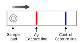 Illustration of a monochromatic monoparametric lateral flow test, displaying the test sample pad on the left, the Ag Capture line in red in the center, and the control line in blue on the right, with the sample flowing from left to right.